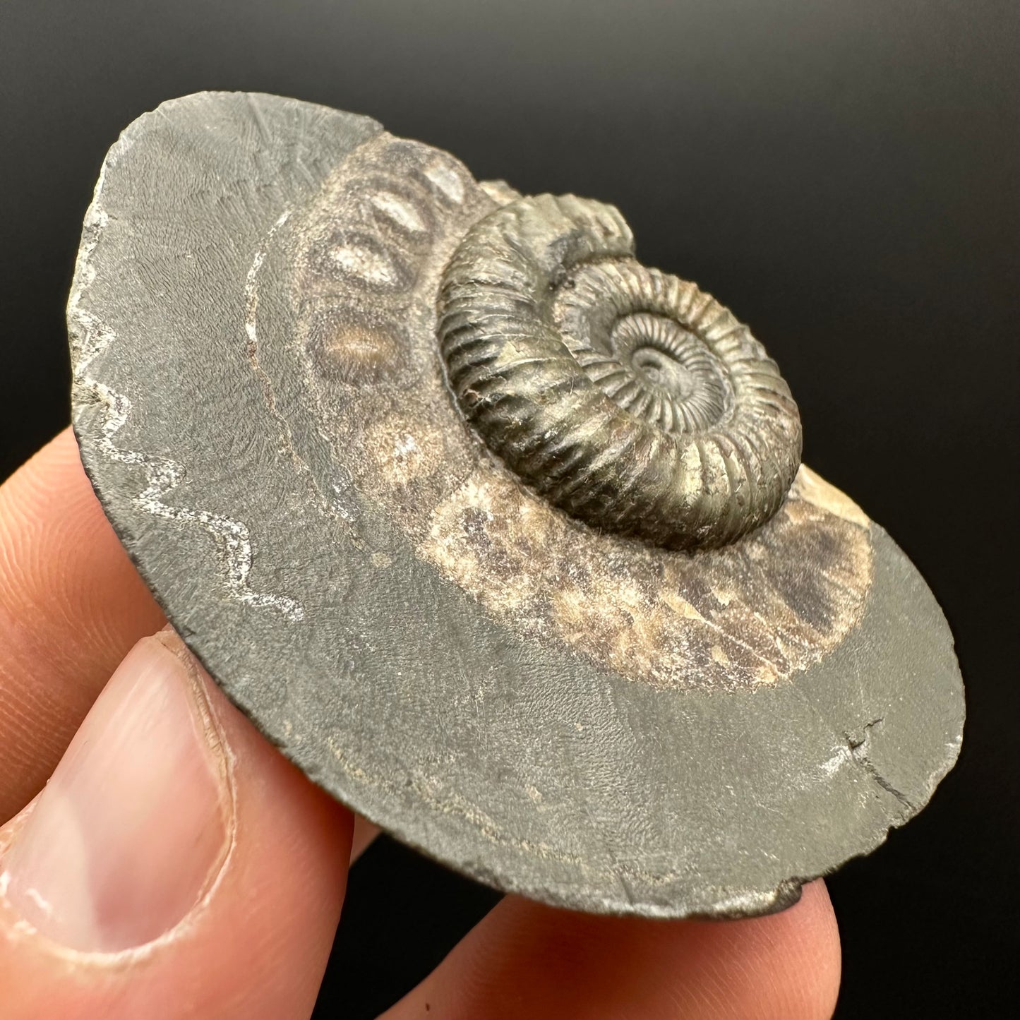 Dactylioceras Ammonite Fossil Gift Set - Whitby, North Yorkshire Jurassic Coast Yorkshire Fossils