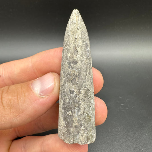 Belemnite (Fossil Squid) shell fossil - Whitby, North Yorkshire Jurassic Coast Yorkshire Fossils