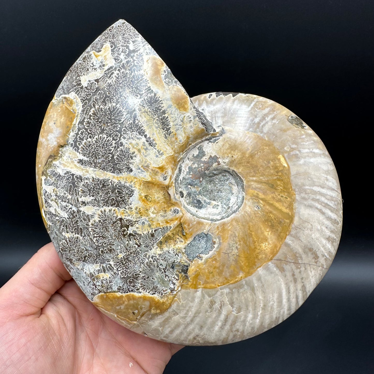 Cleoniceras Ammonite Fossil With Stand - Cretaceous Ammonite Madagascar