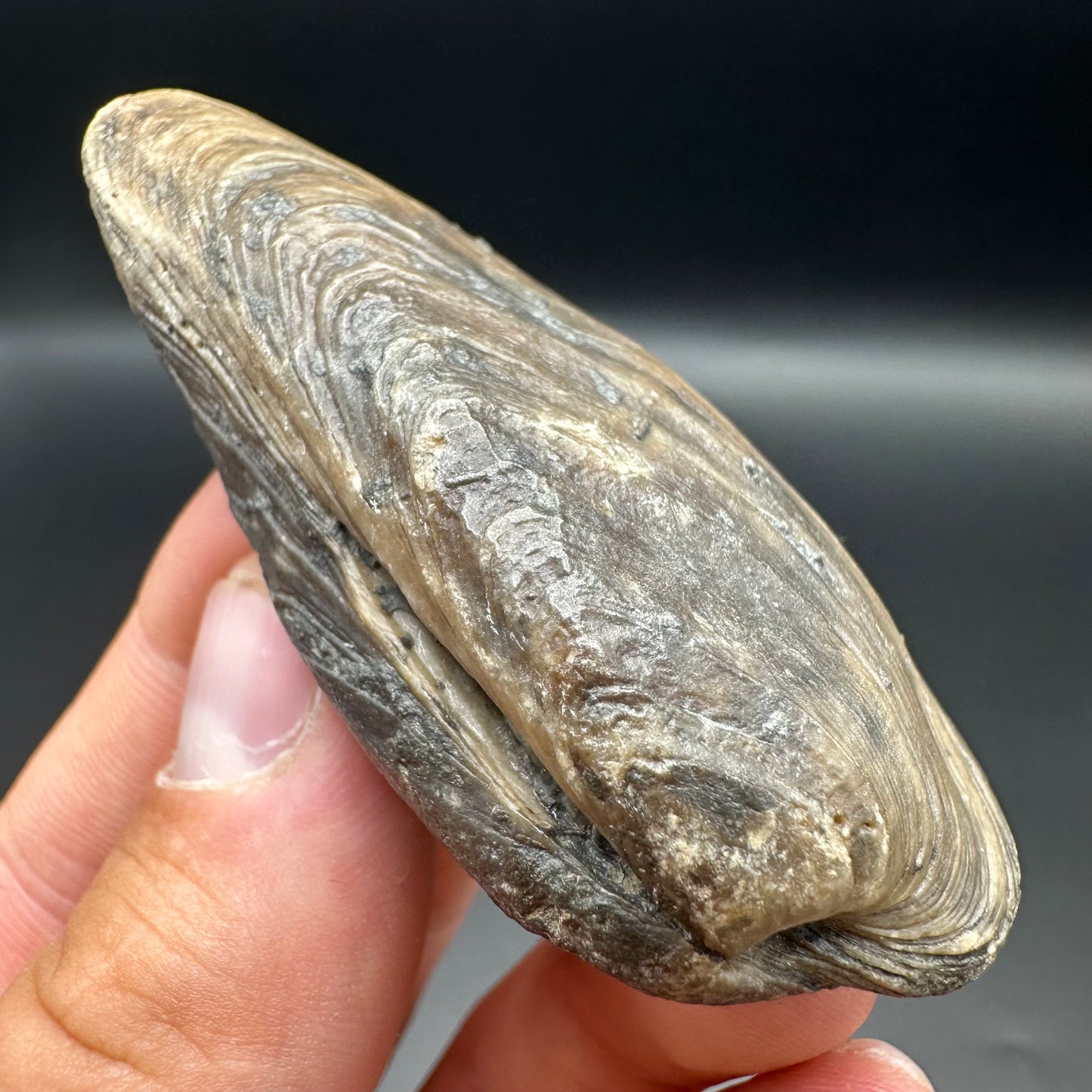 Shell fossil with box and stand - Whitby, North Yorkshire, Jurassic Coast, Yorkshire Fossils