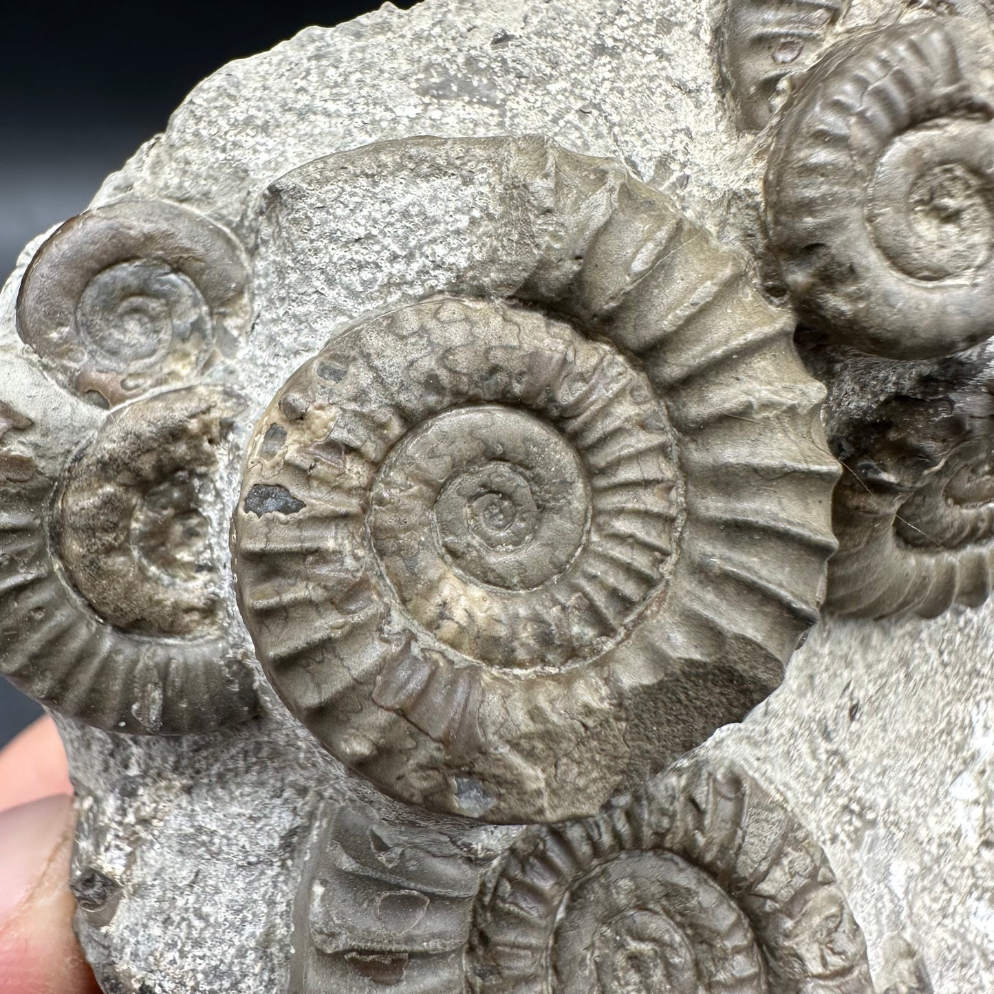 Arnioceras ammonite shell fossil with box and stand - Whitby, North Yorkshire Jurassic Coast Yorkshire Fossils