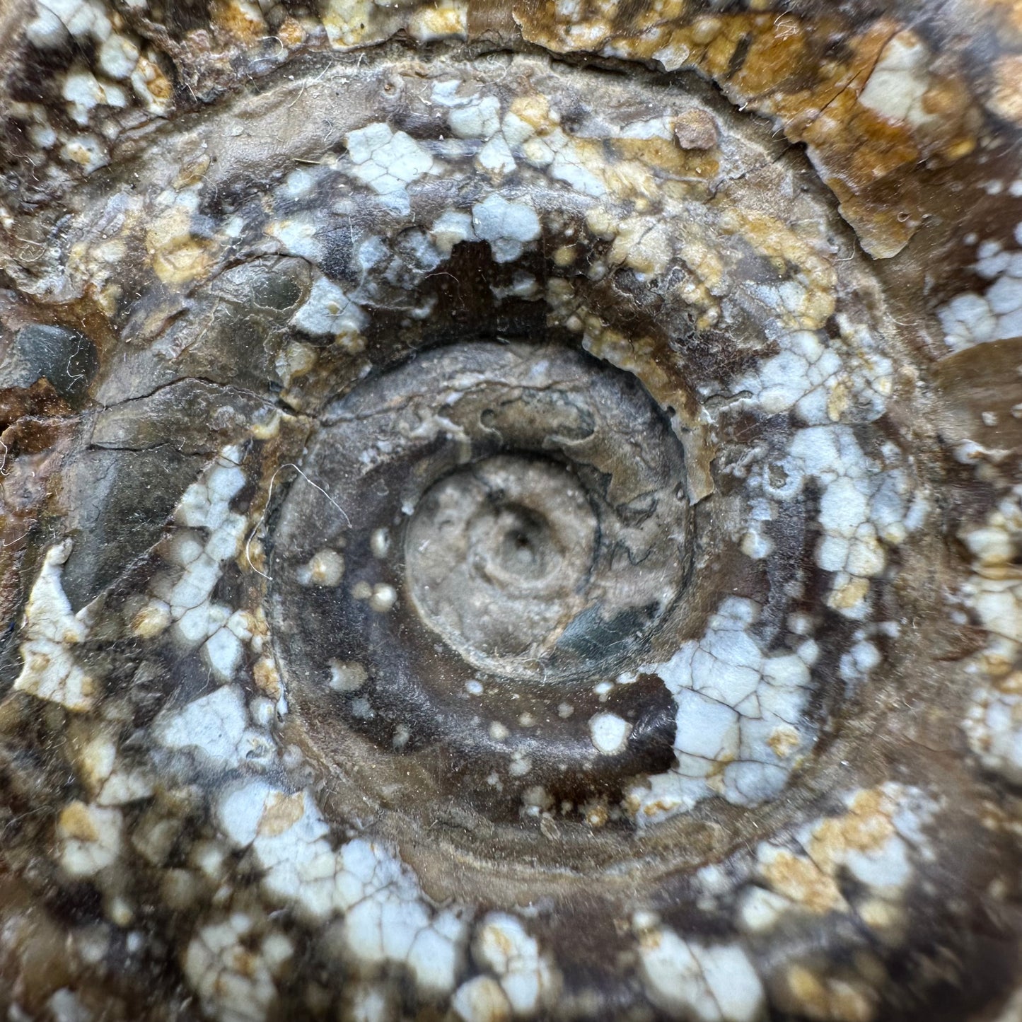 Hildoceras Bifrons Ammonite fossil with stand - Whitby, North Yorkshire Jurassic Coast, Yorkshire Fossils from the Jurassic Coast