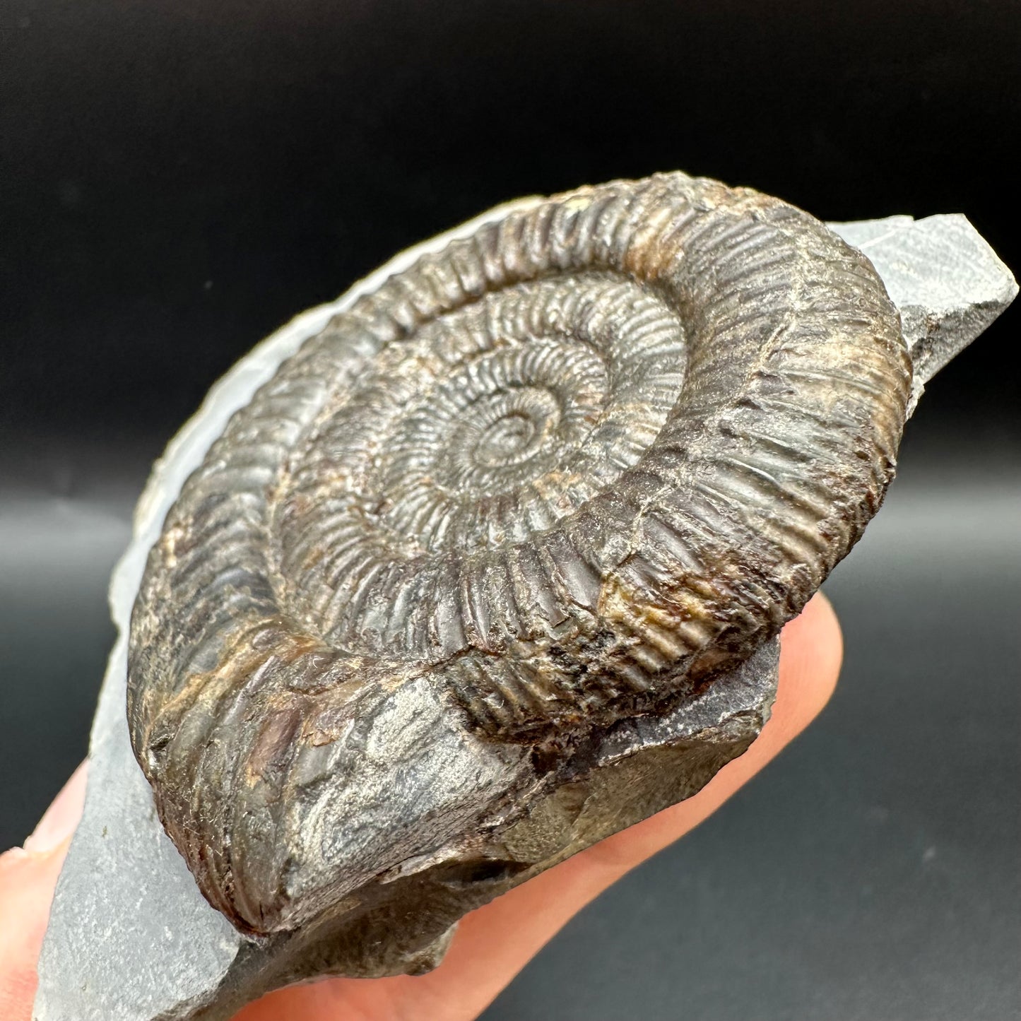 Dactylioceras Ammonite Fossil With Box And Stand - Whitby, North Yorkshire Jurassic Coast Yorkshire Fossils