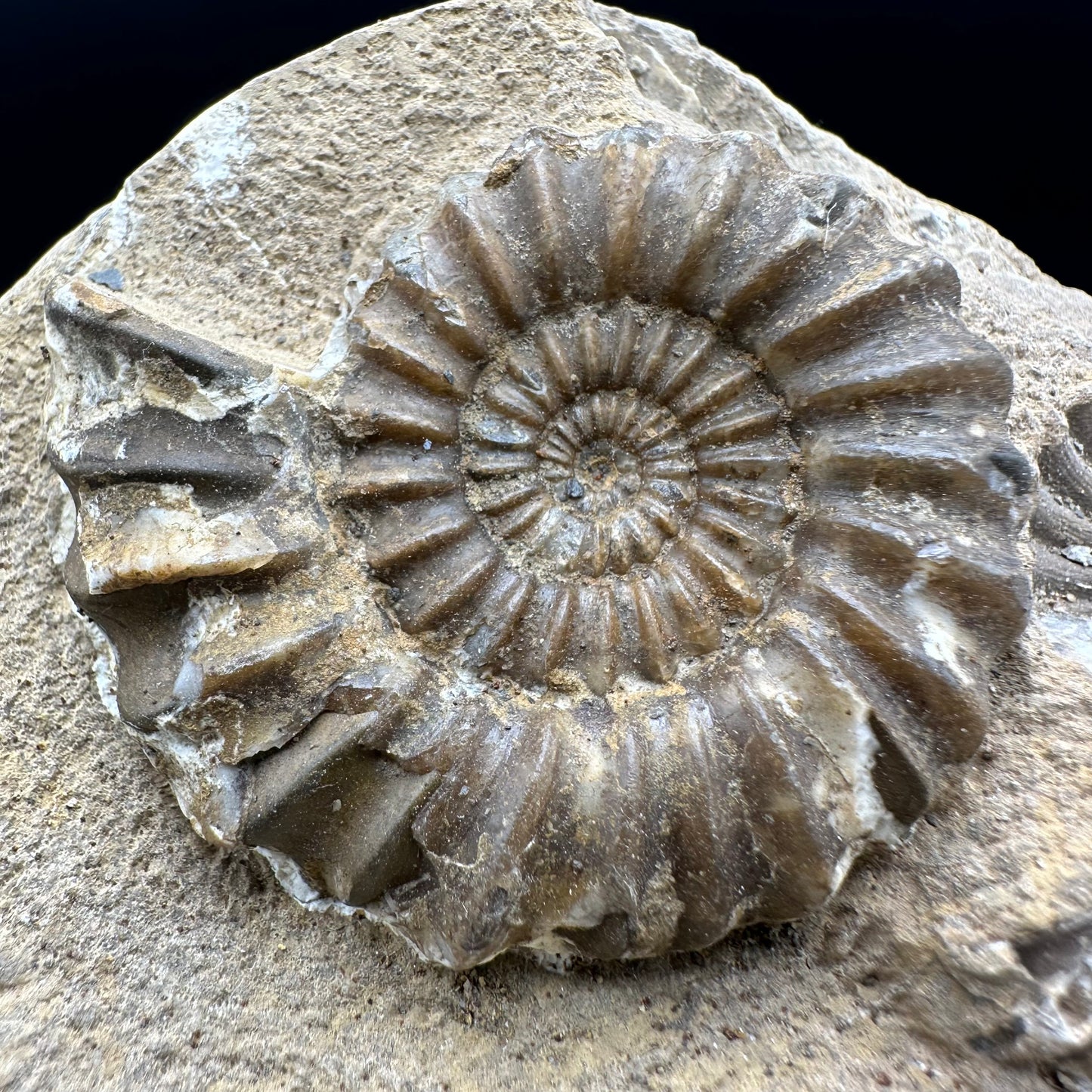 Androgynoceras Capricornus ammonite fossil with box and stand - Whitby, North Yorkshire Jurassic Coast Yorkshire Fossils