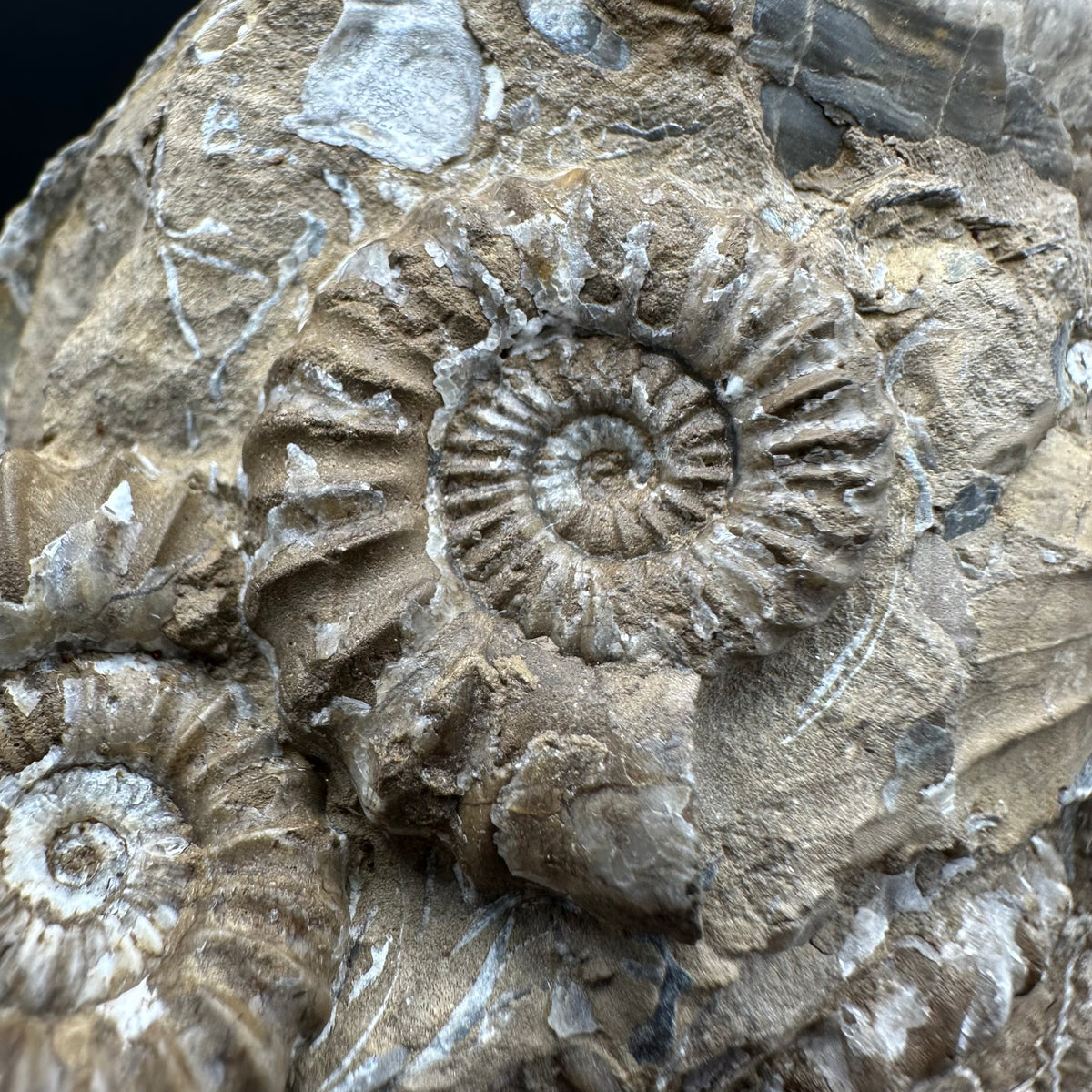 Androgynoceras capricornus Ammonite Fossil With Stand - Whitby, North Yorkshire Jurassic Coast Yorkshire Fossils
