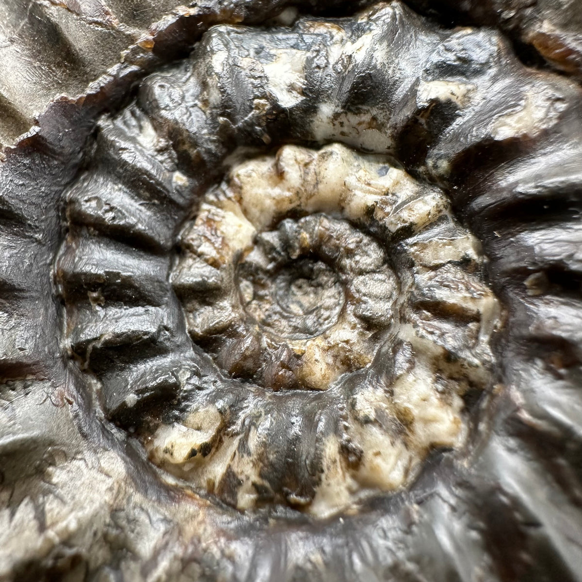 Androgynoceras maculatum ammonite fossil with box and stand - Whitby, North Yorkshire Jurassic Coast Yorkshire Fossils