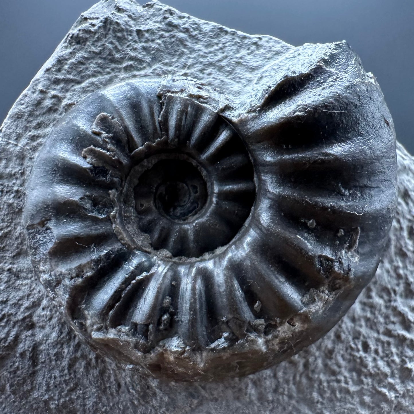 Asteroceras Ammonite fossil with box and stand - Whitby, North Yorkshire Jurassic Coast Yorkshire Fossils