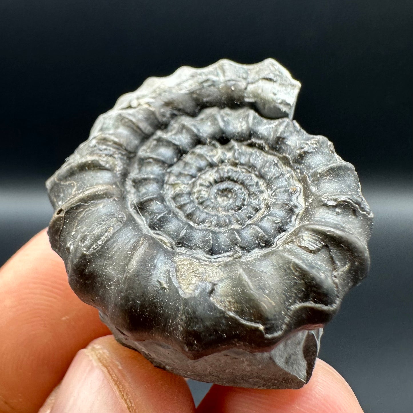 Gagaticeras ammonite fossil - Whitby, North Yorkshire Jurassic Coast Yorkshire Fossils