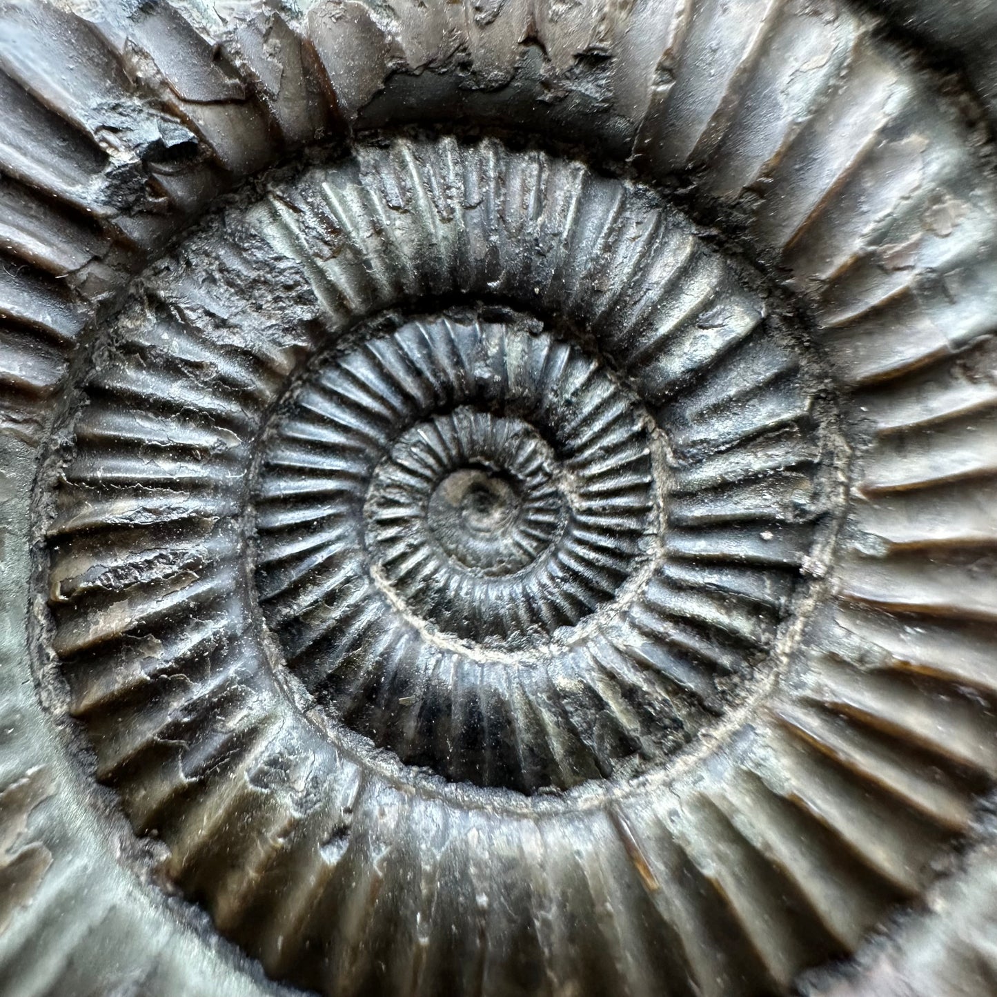 Dactylioceras Ammonite Fossil With box and Stand - Whitby, North Yorkshire Jurassic Coast Yorkshire Fossils