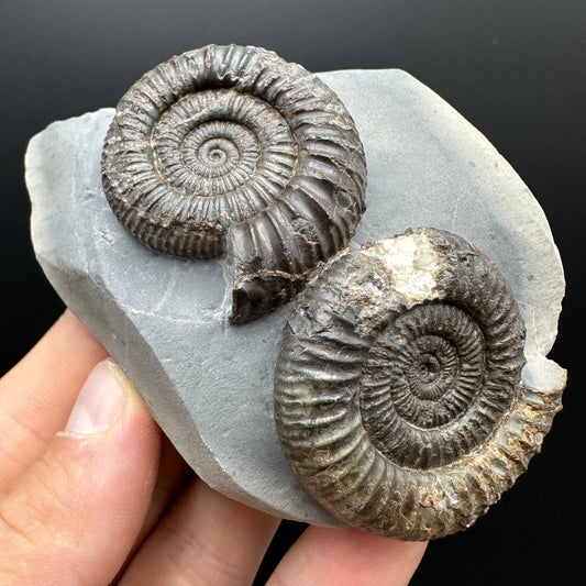 Dactylioceras Ammonite Fossil With Stand - Whitby, North Yorkshire Jurassic Coast Yorkshire Fossils