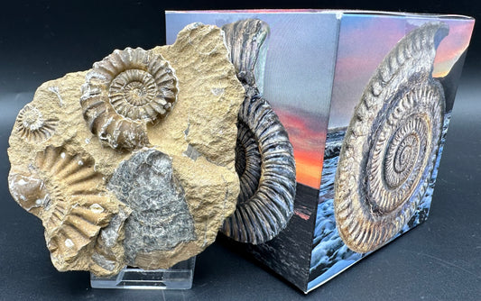 Androgynoceras Capricornus ammonite fossil with box and stand - Whitby, North Yorkshire Jurassic Coast Yorkshire Fossils