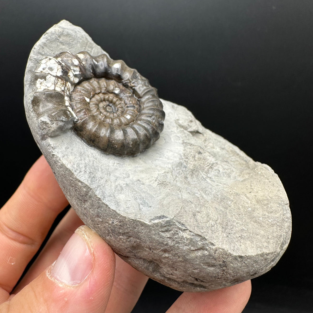 Androgynoceras maculatum ammonite fossil with stand - Whitby, North Yorkshire Jurassic Coast Yorkshire Fossils