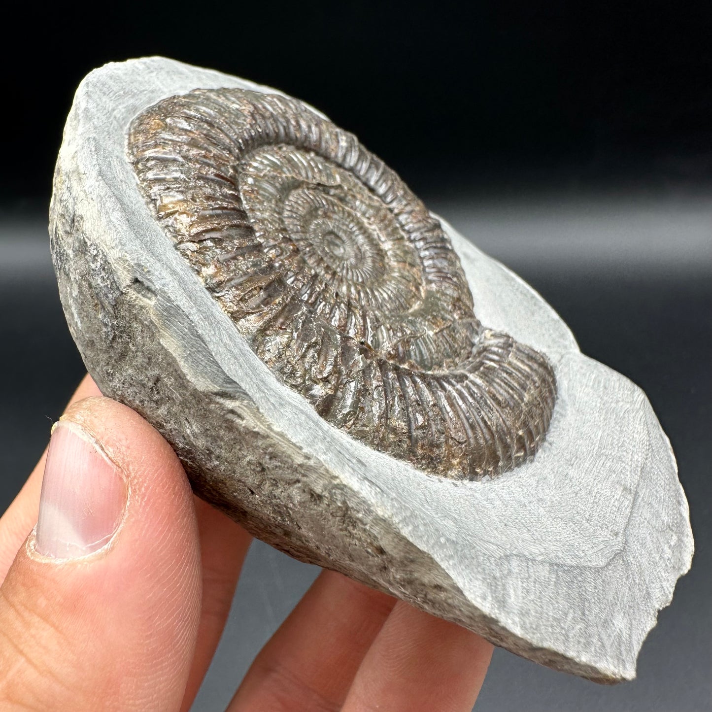 Dactylioceras Ammonite Fossil With Box And Stand - Whitby, North Yorkshire Jurassic Coast Yorkshire Fossils