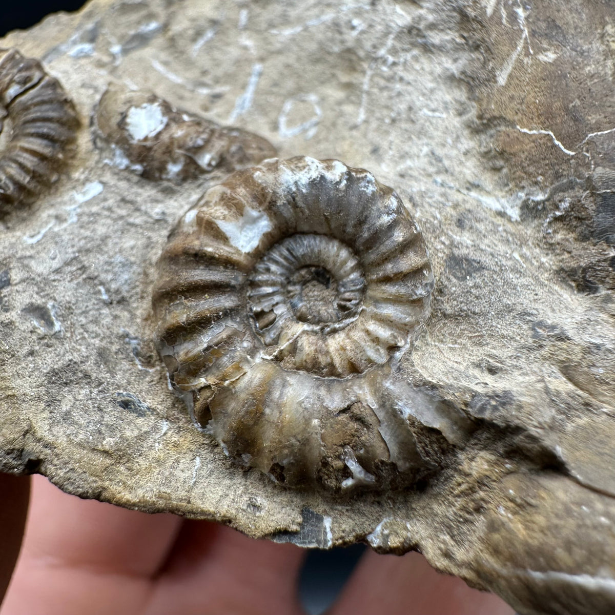 Androgynoceras capricornus Ammonite Fossil With Stand - Whitby, North Yorkshire Jurassic Coast Yorkshire Fossils