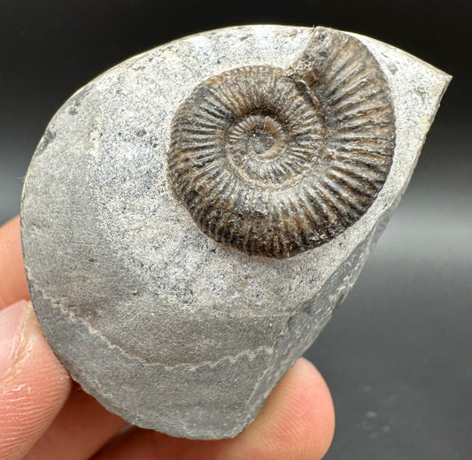 Dactylioceras Ammonite Fossil With Box And Stand - Whitby, North Yorkshire Jurassic Coast Yorkshire Fossils