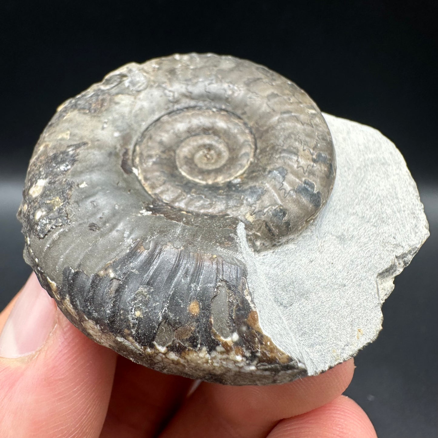 Grammoceras thoaurense Ammonite shell fossil with box and stand - Whitby, North Yorkshire, Yorkshire Fossils from the Jurassic Coast