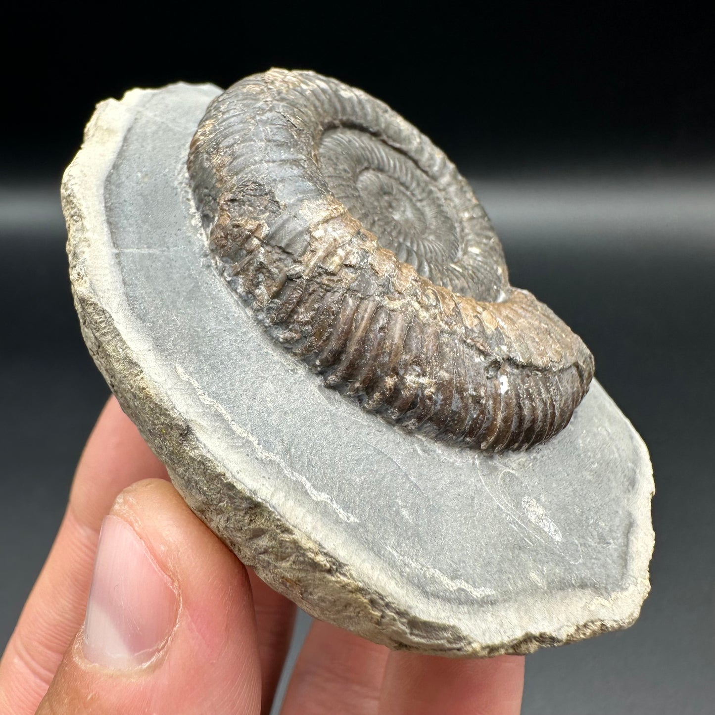 Dactylioceras Ammonite Fossil With Box And Stand - Whitby, North Yorkshire Jurassic Coast Yorkshire Fossils