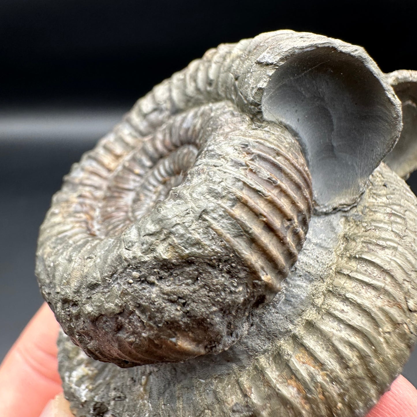 Catacoeloceras Sp. ammonite fossil with box and stand- Whitby, North Yorkshire Jurassic Coast Yorkshire Fossils