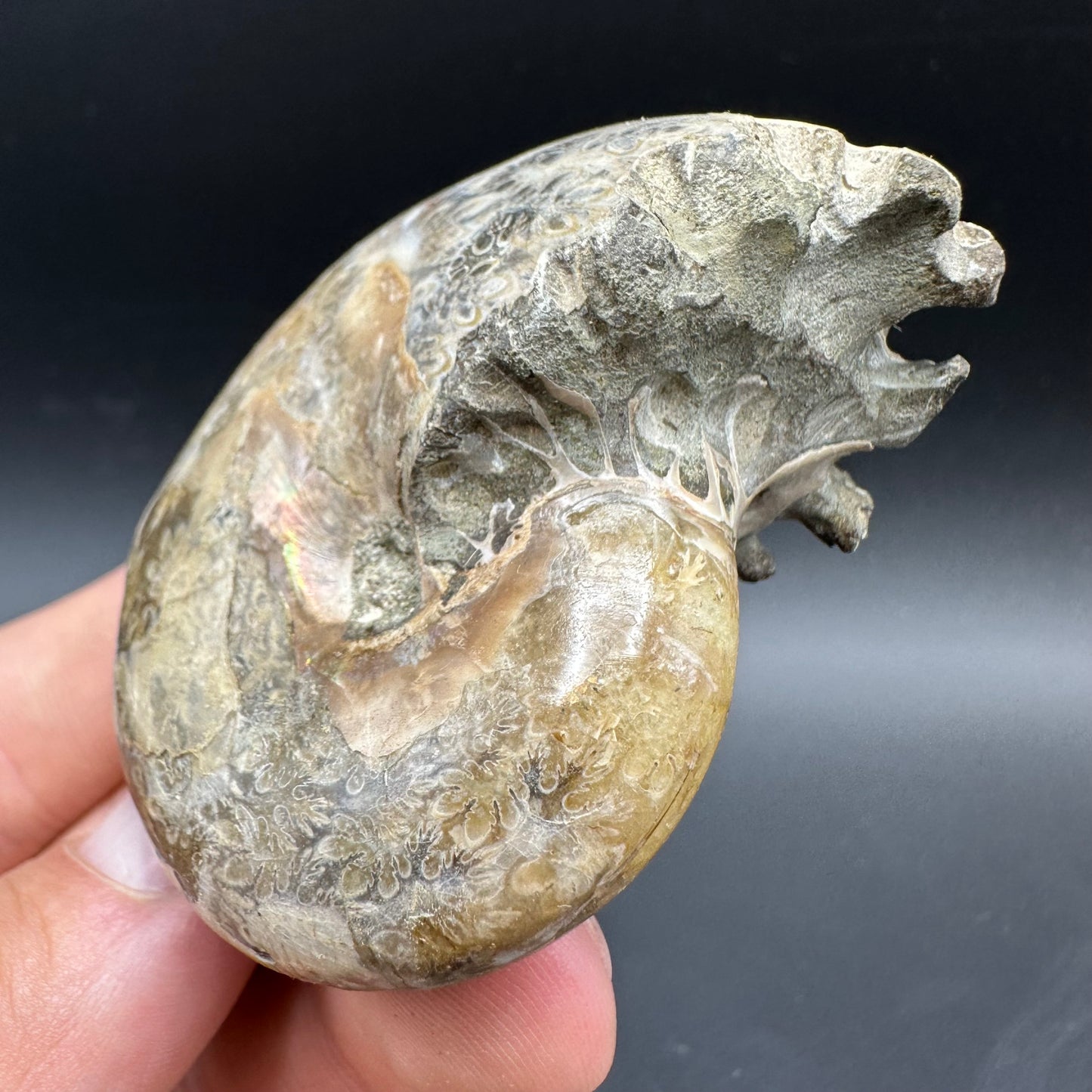 Phylloceras Ammonite Fossil With Box And Stand - Cretaceous Ammonite Madagascar