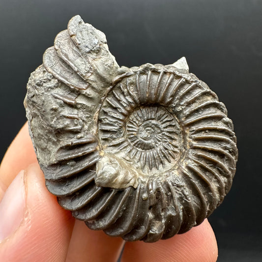 Schlothemia sp. ammonite fossil with box and stand - Whitby, North Yorkshire Jurassic Coast, Yorkshire fossils