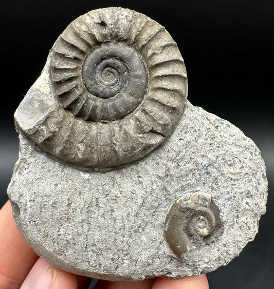 Arnioceras ammonite shell fossil with box and stand - Whitby, North Yorkshire Jurassic Coast Yorkshire Fossils