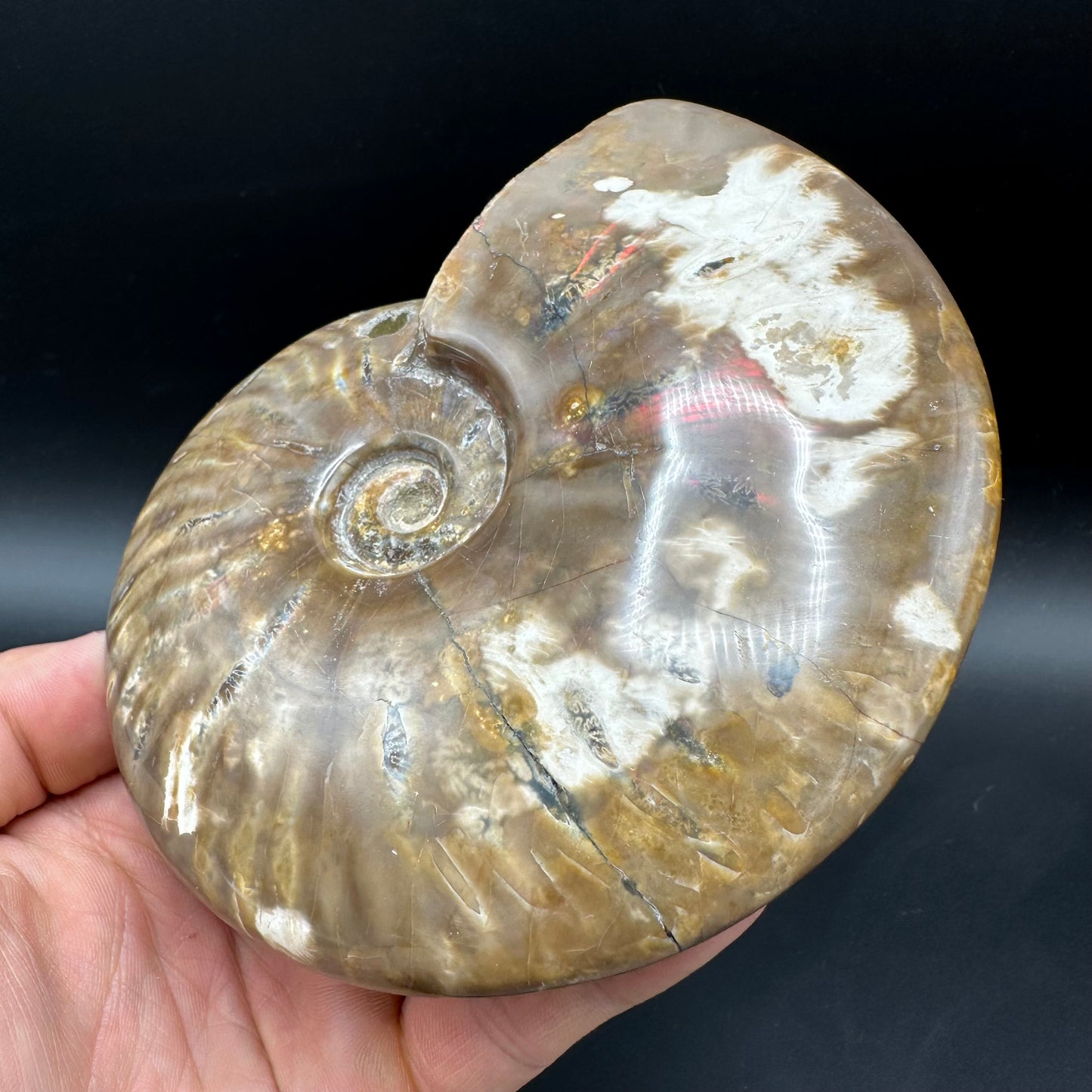 Cleoniceras Ammonite Fossil With Stand - Cretaceous Ammonite Madagascar