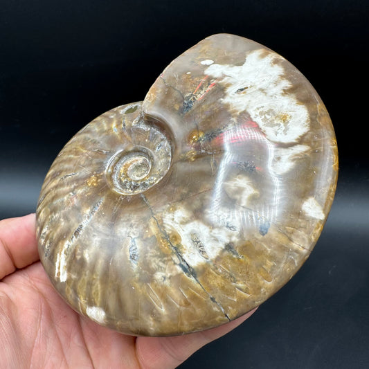 Cleoniceras Ammonite Fossil With Stand - Cretaceous Ammonite Madagascar