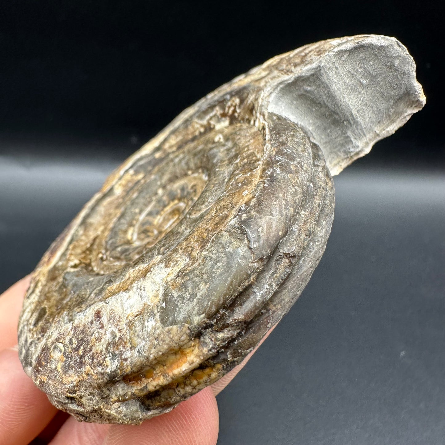 Hildoceras Bifrons Ammonite fossil with box and stand - Whitby, North Yorkshire Jurassic Coast, Yorkshire Fossils from the Jurassic Coast