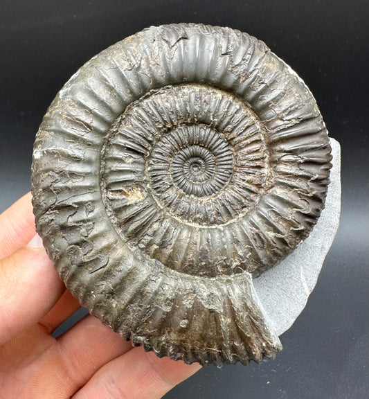 Dactylioceras Ammonite Fossil With box and Stand - Whitby, North Yorkshire Jurassic Coast Yorkshire Fossils