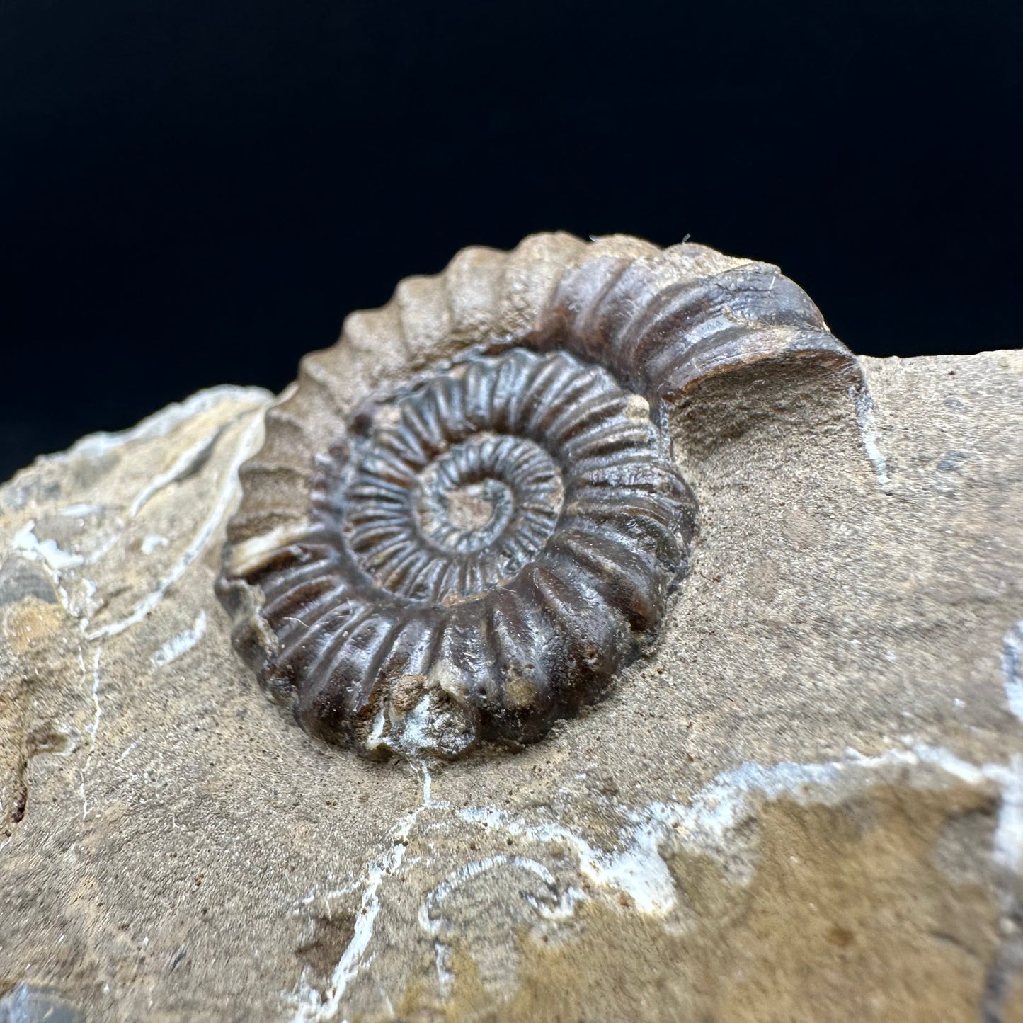 Androgynoceras capricornus Ammonite Fossil With Box And Stand - Whitby, North Yorkshire Jurassic Coast Yorkshire Fossils