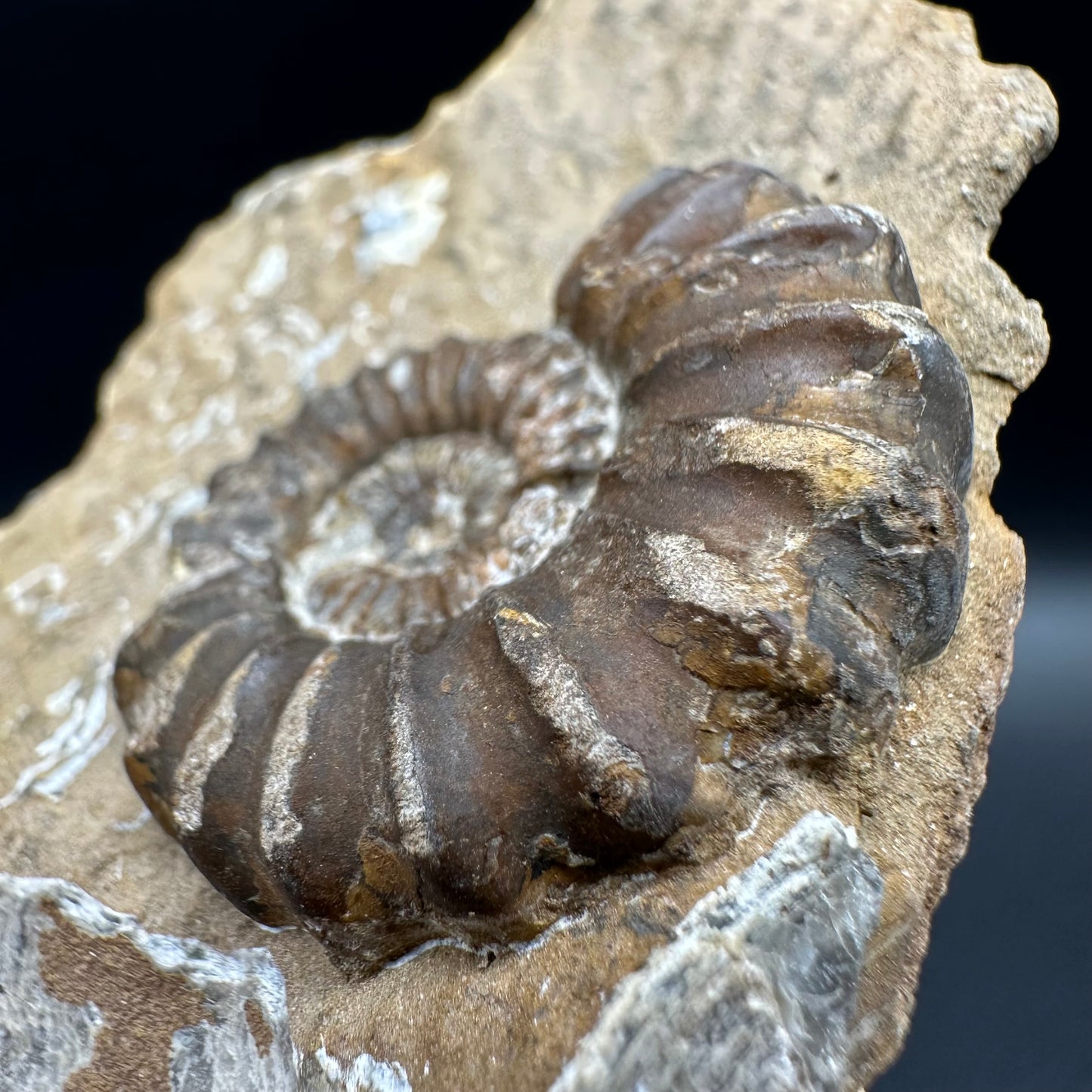 Androgynoceras capricornus Ammonite fossil with box and stand - Whitby, North Yorkshire Jurassic Coast Yorkshire Fossils