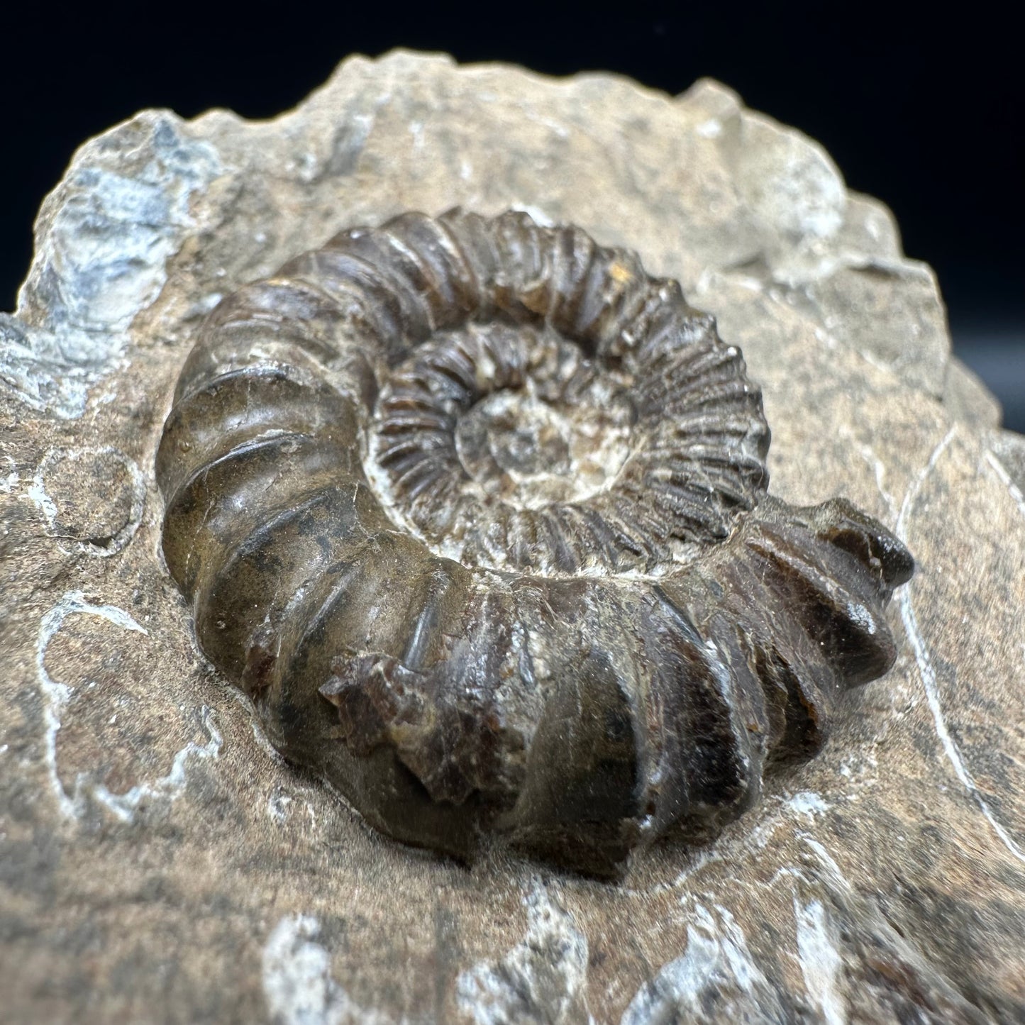 Androgynoceras capricornus Ammonite fossil with box and stand - Whitby, North Yorkshire Jurassic Coast Yorkshire Fossils