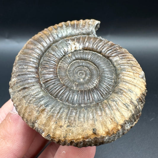 Fully Shelled Dactylioceras Ammonite Fossil With Box And Stand - Whitby, North Yorkshire Jurassic Coast Yorkshire Fossils