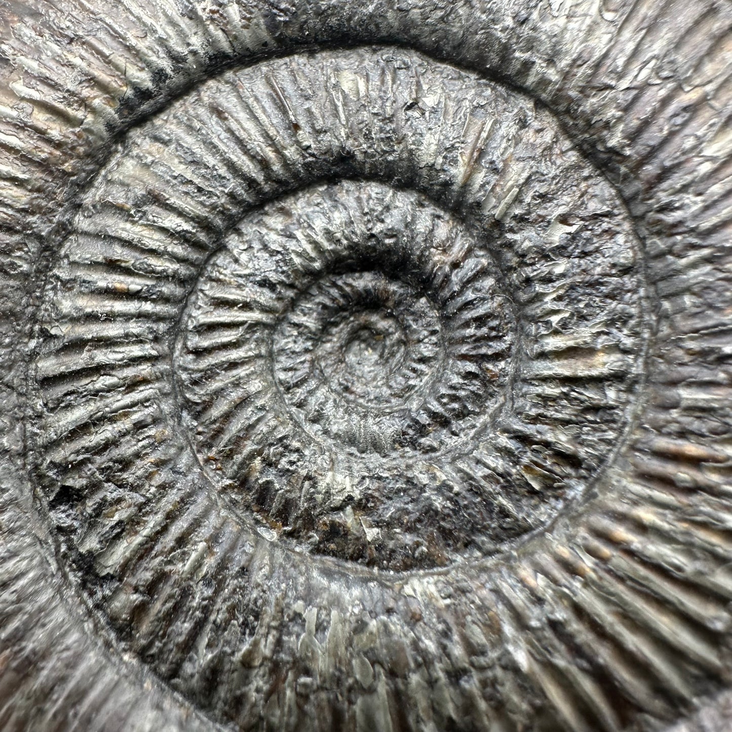 Dactylioceras semicelatum ammonite fossil with box and stand - Whitby, North Yorkshire Jurassic Coast Yorkshire Fossils