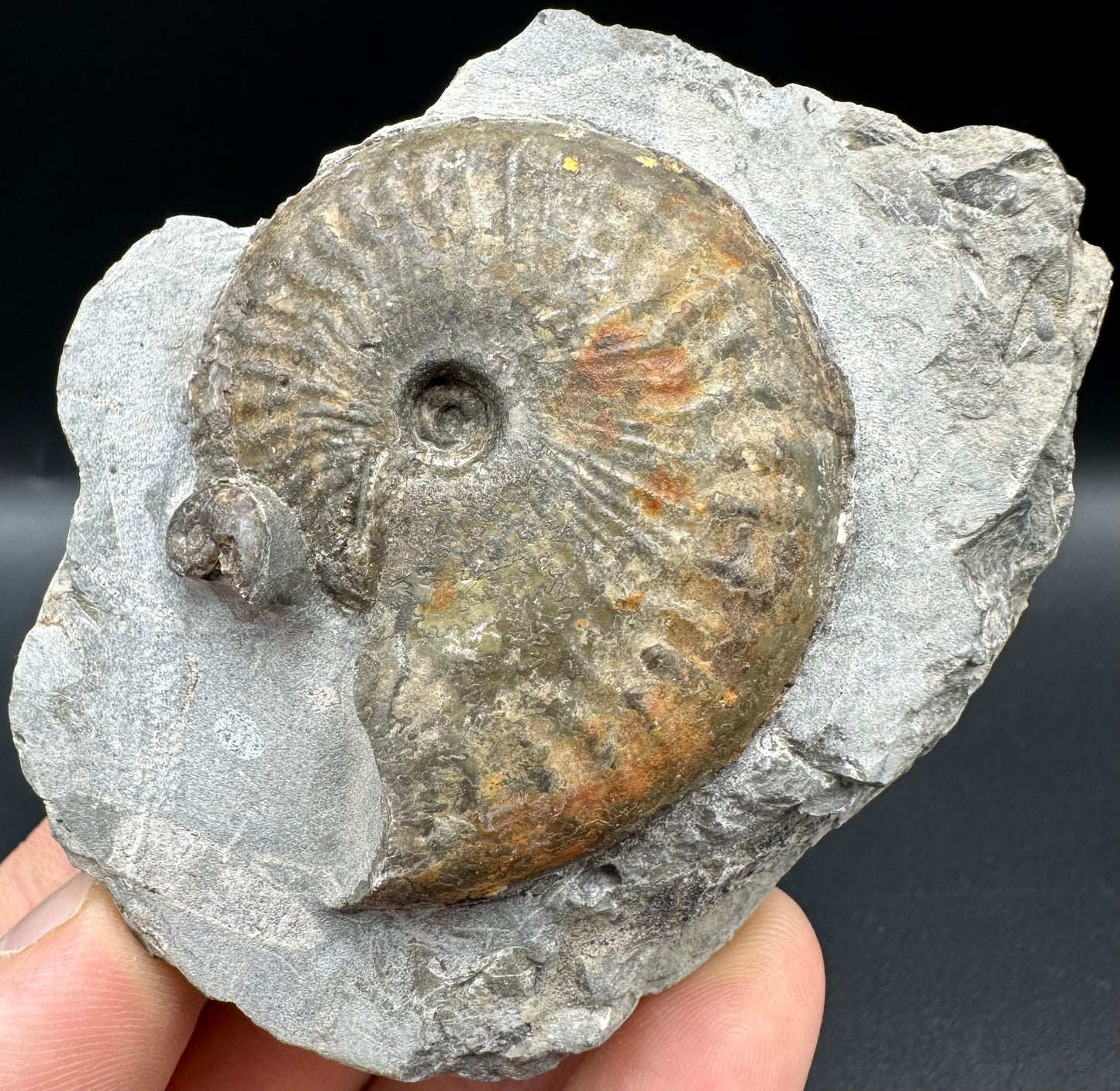 Pseudolioceras boulbiense ammonite fossil with box and dtand - Whitby, North Yorkshire Jurassic Coast, Yorkshire fossils