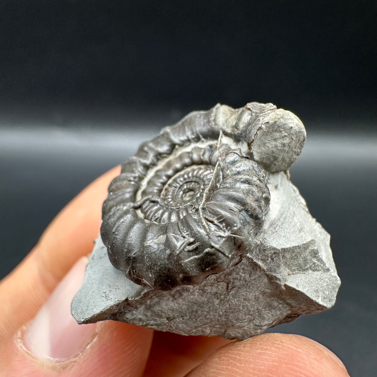 Gagaticeras Ammonite fossil with box and stand - Whitby, North Yorkshire Jurassic Coast Yorkshire Fossils