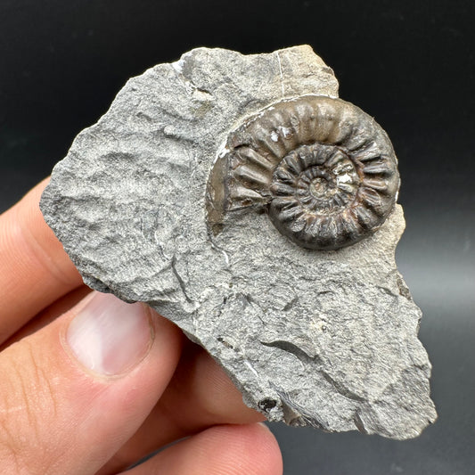 Amaltheus subnodosus Ammonite fossil with box and stand - Whitby, North Yorkshire Jurassic Coast Yorkshire Fossils