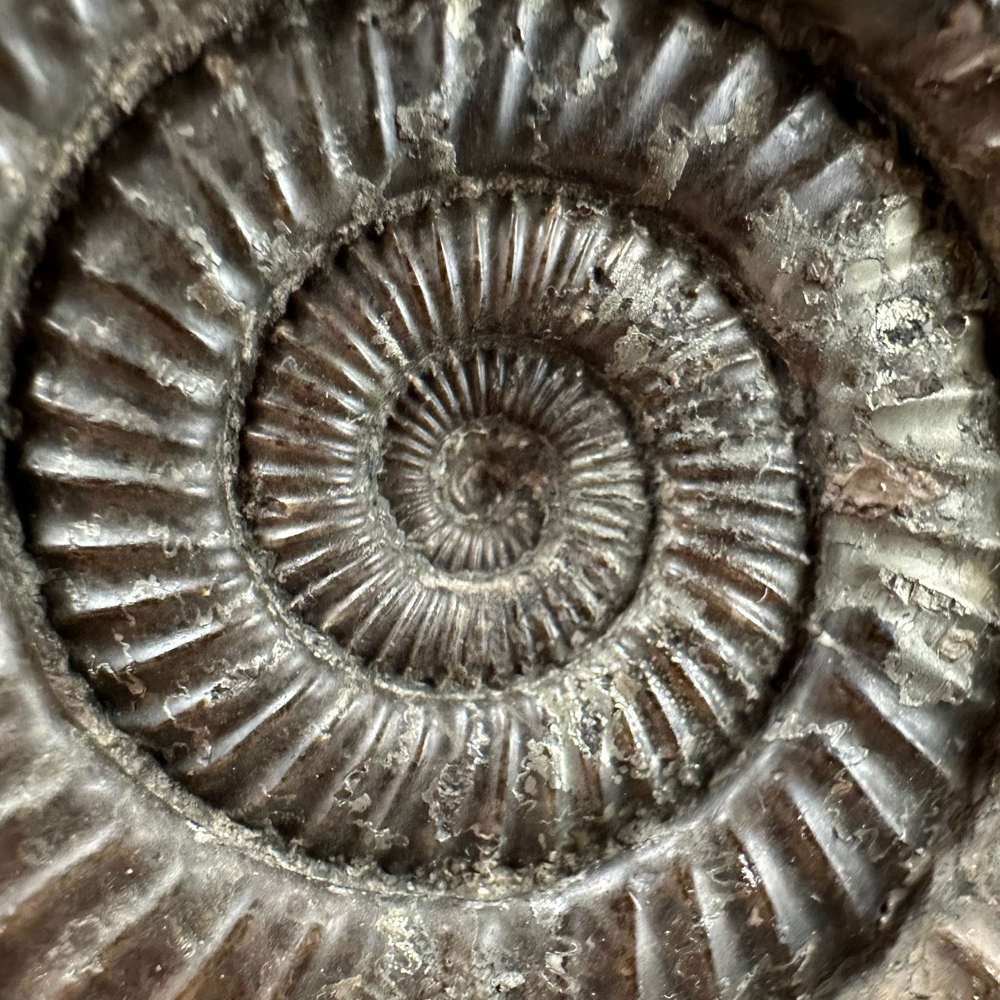 Dactylioceras Ammonite Fossil With box and Stand - Whitby, North Yorkshire Jurassic Coast Yorkshire Fossils