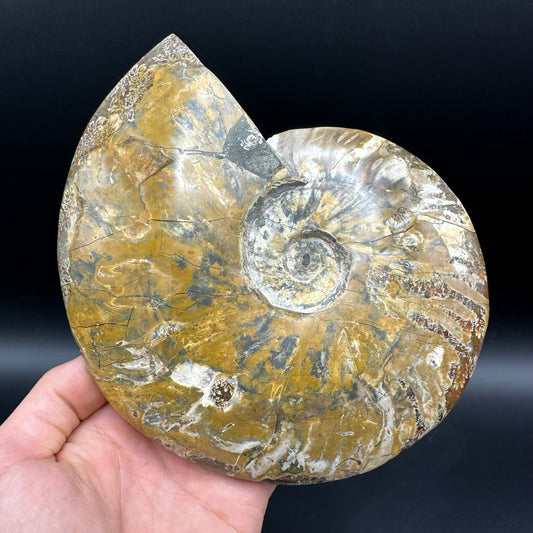 Cleoniceras Ammonite Fossil With Stand - Cretaceous Ammonite Madagascar