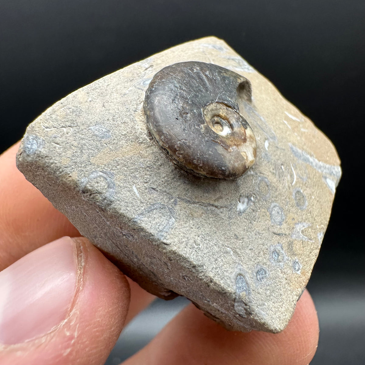 Amaltheus striatus ammonite fossil with box and stand - Whitby, North Yorkshire Jurassic Coast Yorkshire Fossils