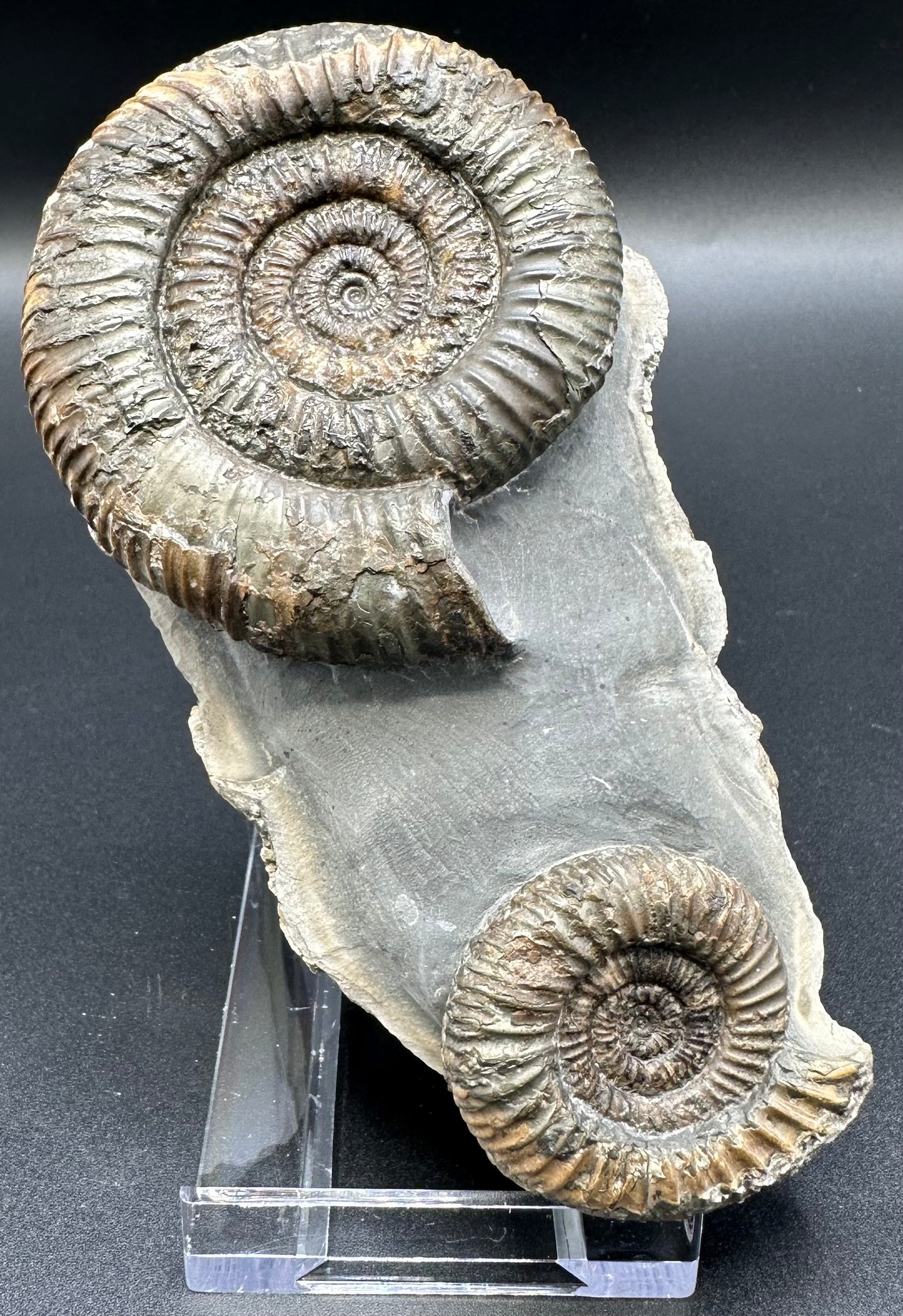 Dactylioceras Ammonite Fossil With Stand - Whitby, North Yorkshire Jurassic Coast Yorkshire Fossils