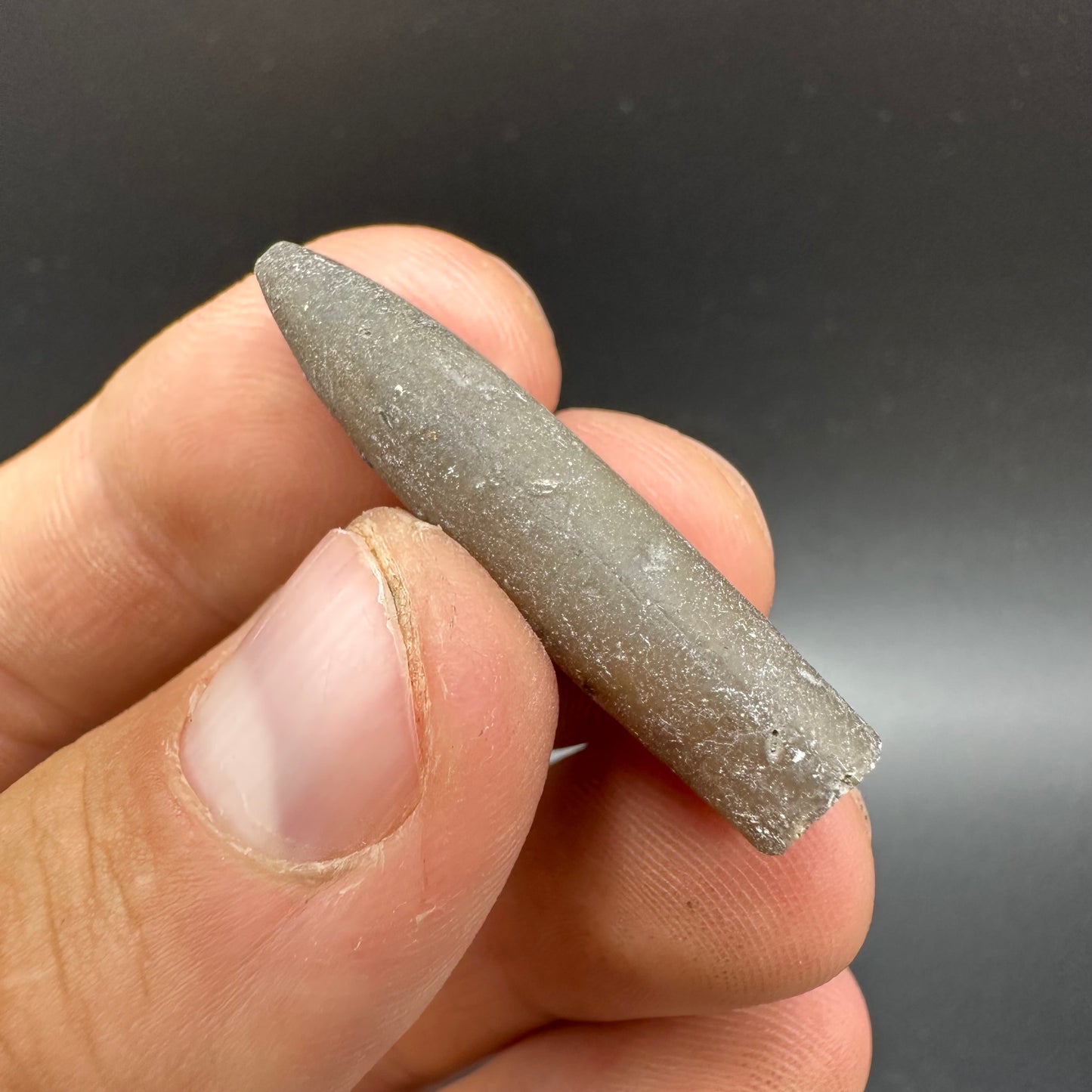 Belemnite (Fossil Squid) shell fossil - Whitby, North Yorkshire Jurassic Coast Yorkshire Fossils