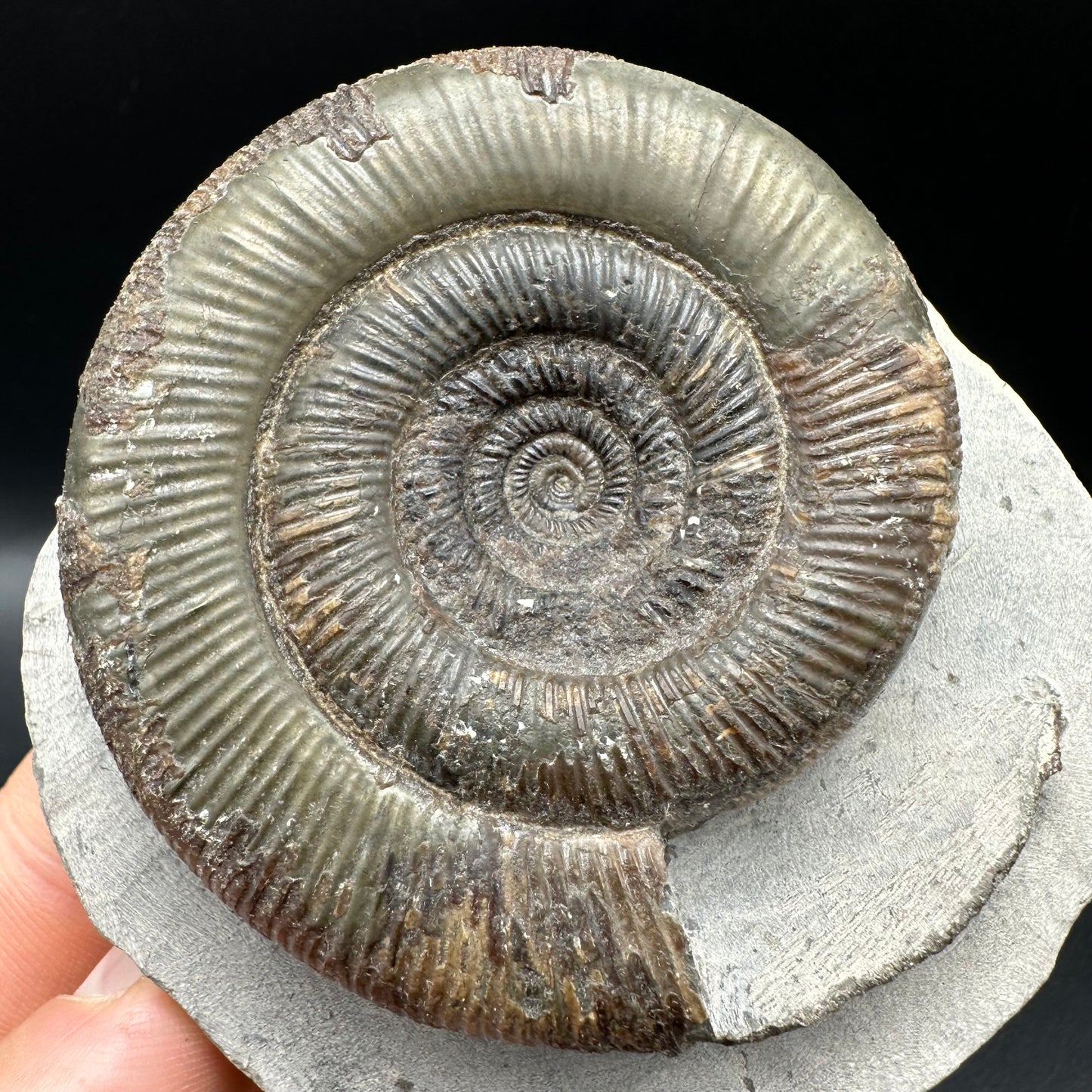 Dactylioceras tenuicostatum Ammonite fossil with box and stand - Whitby, North Yorkshire Jurassic Coast