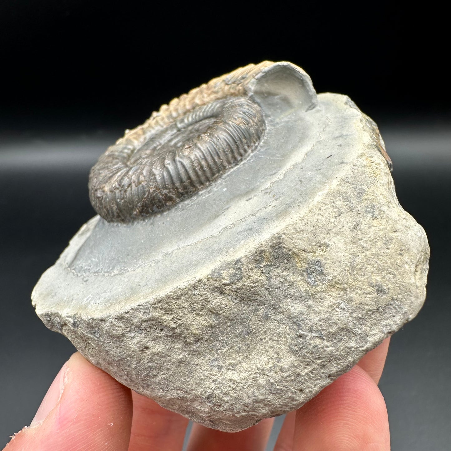 Dactylioceras Ammonite Fossil With Box And Stand - Whitby, North Yorkshire Jurassic Coast Yorkshire Fossils