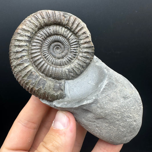 Dactylioceras Ammonite nodule (split pair) Fossil With Box And Stand - Whitby, North Yorkshire Jurassic Coast Yorkshire Fossils