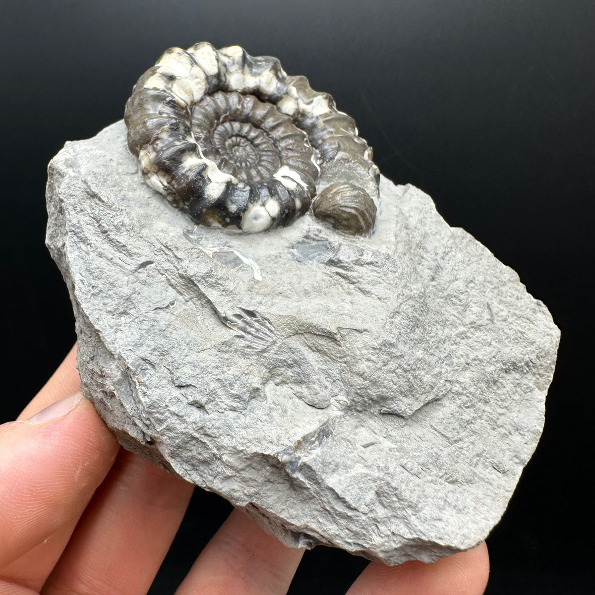 Androgynoceras maculatum ammonite fossil with box and stand - Whitby, North Yorkshire Jurassic Coast Yorkshire Fossils