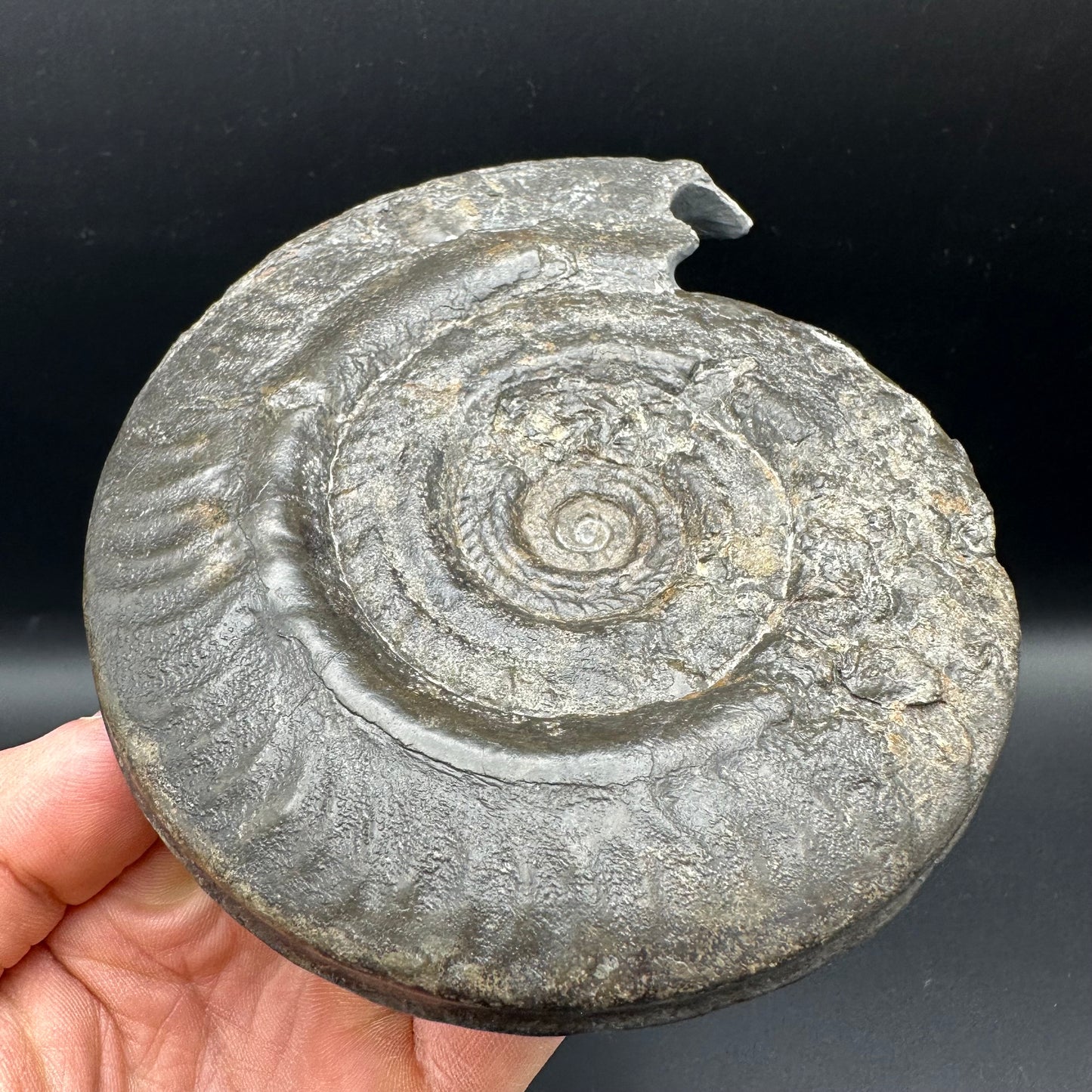 Hildoceras Bifrons Ammonite fossil - Whitby, North Yorkshire Jurassic Coast, Yorkshire Fossils from the Jurassic Coast