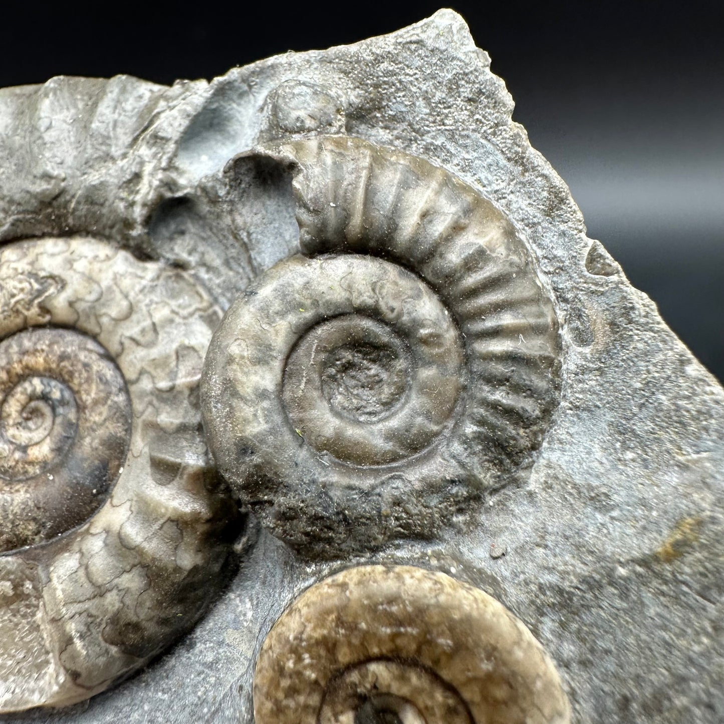 Arnioceras ammonite shell fossil with box and stand - Whitby, North Yorkshire Jurassic Coast Yorkshire Fossils