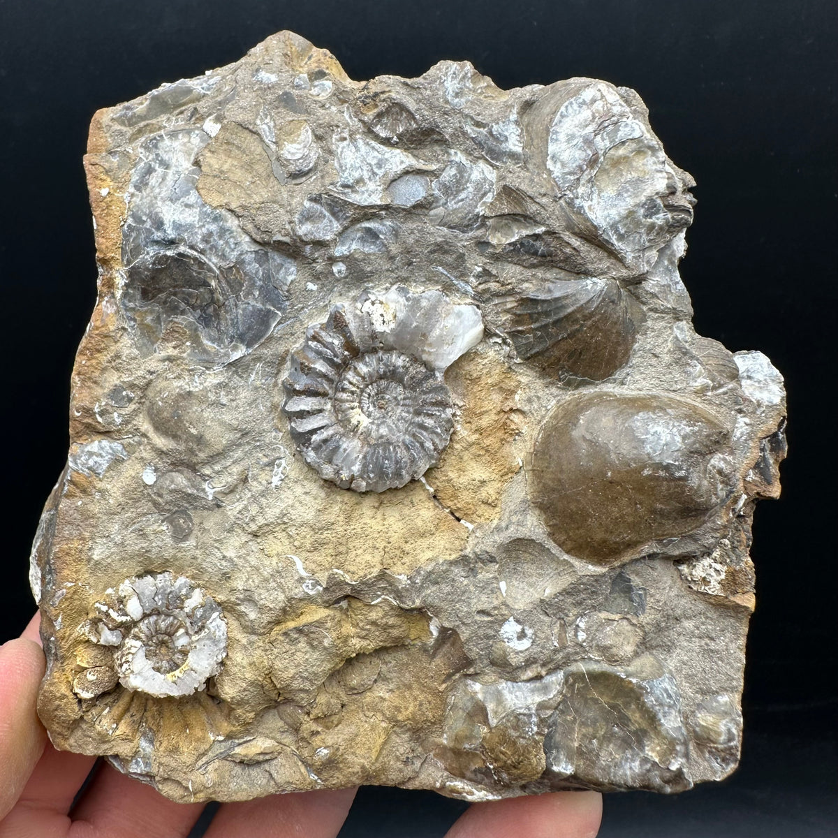 Androgynoceras capricornus Ammonite Fossil With Stand - Whitby, North Yorkshire Jurassic Coast Yorkshire Fossils