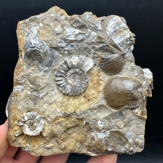 Androgynoceras capricornus Ammonite Fossil With Stand - Whitby, North Yorkshire Jurassic Coast Yorkshire Fossils